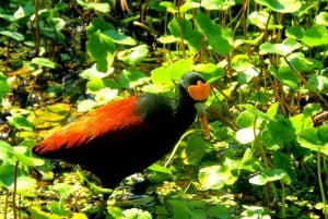Tortuguero : Excursion en canoë et observation de la faune