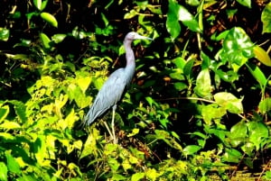 Tortuguero: Kano Tour en Wildlife Spotten
