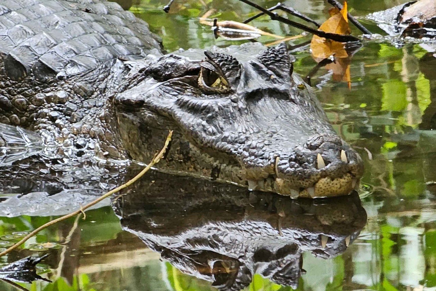 トルトゥゲーロコスタリカのアマゾンをカヌーで巡るツアー。