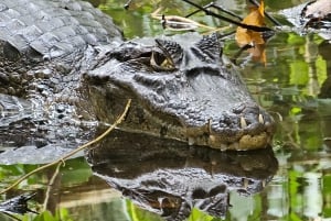 Tortuguero: Tuguero: Kanoottiretki Costa Rican Amazoneilla.