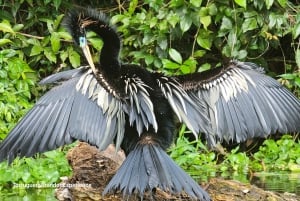 Tortuguero: Tuguero: Kanoottiretki Costa Rican Amazoneilla.