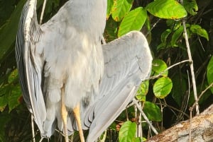 Tortuguero: Tuguero: Kanoottiretki Costa Rican Amazoneilla.