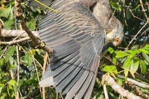 Tortuguero: Tuguero: Kanoottiretki Costa Rican Amazoneilla.