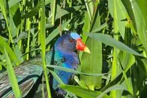 Tortuguero: Tuguero: Kanoottiretki Costa Rican Amazoneilla.