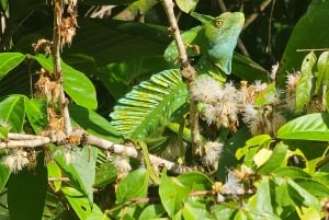 Tortuguero: Tuguero: Kanoottiretki Costa Rican Amazoneilla.