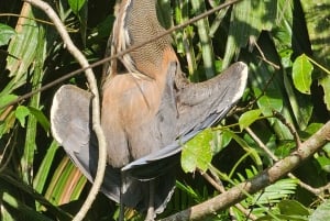 Tortuguero: Tuguero: Kanoottiretki Costa Rican Amazoneilla.