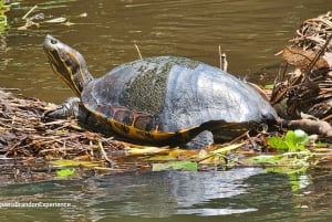 Tortuguero: Tuguero: Kanoottiretki Costa Rican Amazoneilla.