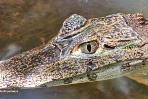 Tortuguero: Tuguero: Kanoottiretki Costa Rican Amazoneilla.