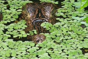 Tortuguero: Tuguero: Kanoottiretki Costa Rican Amazoneilla.