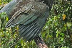 Tortuguero: Tuguero: Kanoottiretki Costa Rican Amazoneilla.
