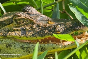 Tortuguero: Tuguero: Kanoottiretki Costa Rican Amazoneilla.