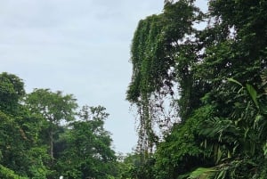Tortuguero: Tuguero: Kanoottiretki Costa Rican Amazoneilla.