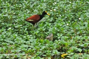 Tortuguero: Tuguero: Kanoottiretki Costa Rican Amazoneilla.