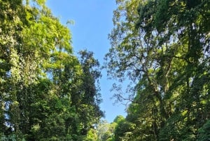 Tortuguero: Tuguero: Kanoottiretki Costa Rican Amazoneilla.