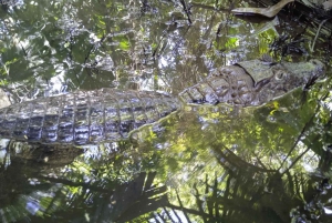 Tortuguero: Tortugueron kansallispuiston melontaretki