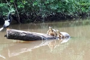 トルトゥゲーロ：トルトゥゲーロ国立公園でのカヌー ツアー