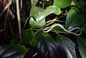 Tortuguero: Kanotur i Tortuguero Nationalpark