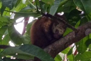 Tortuguero: Kanotur i Tortuguero nasjonalpark