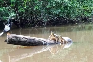 トルトゥゲーロ：トルトゥゲーロ国立公園でのカヌー ツアー