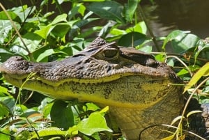 Tortuguero: Pacote de passeio de canoa e passeio noturno na selva.