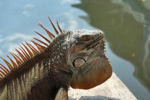 Tortuguero: Kanoottiretkipaketti ja yökävely viidakossa.