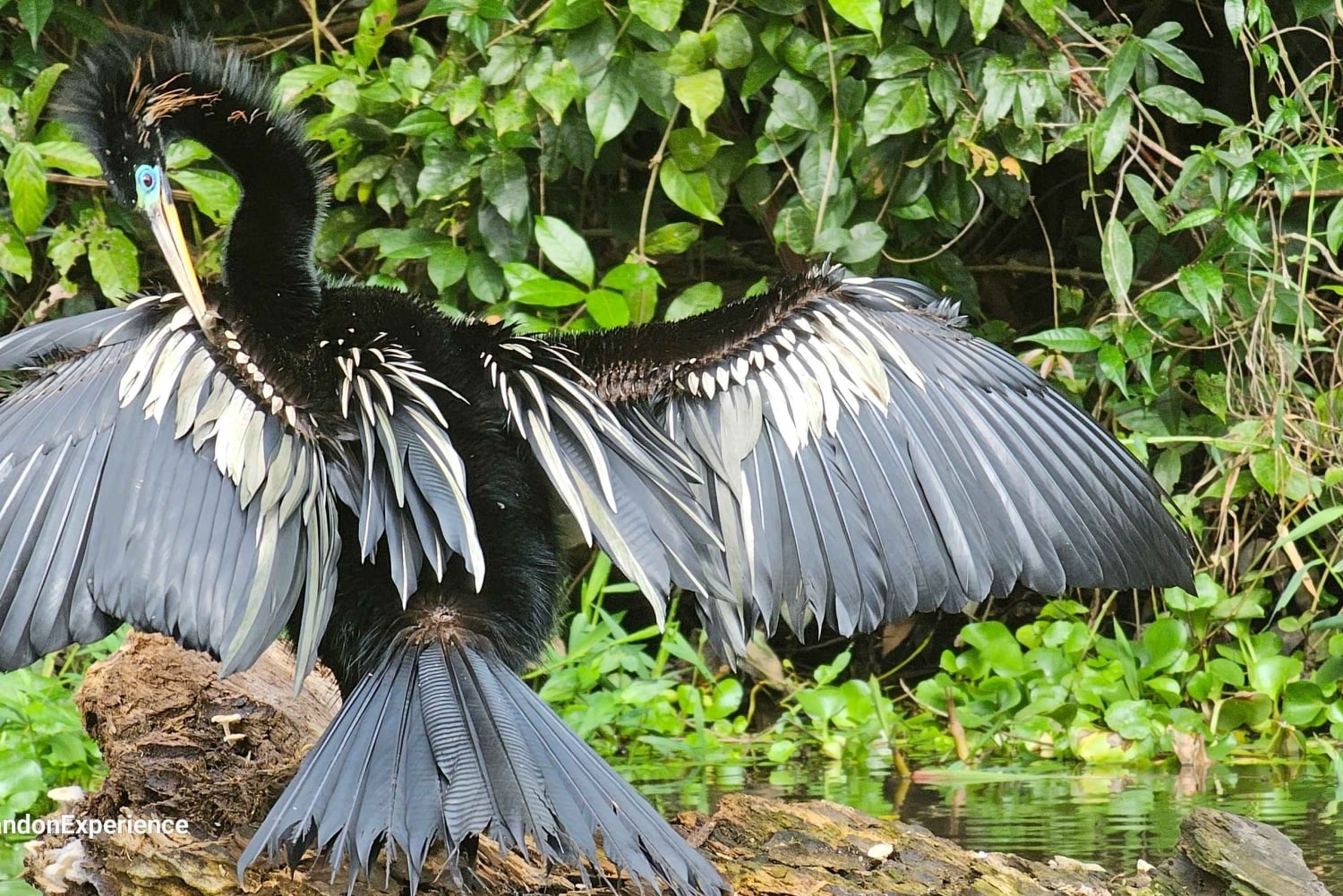Tortuguero: Passeio de canoa pela Amazónia costa-riquenha.