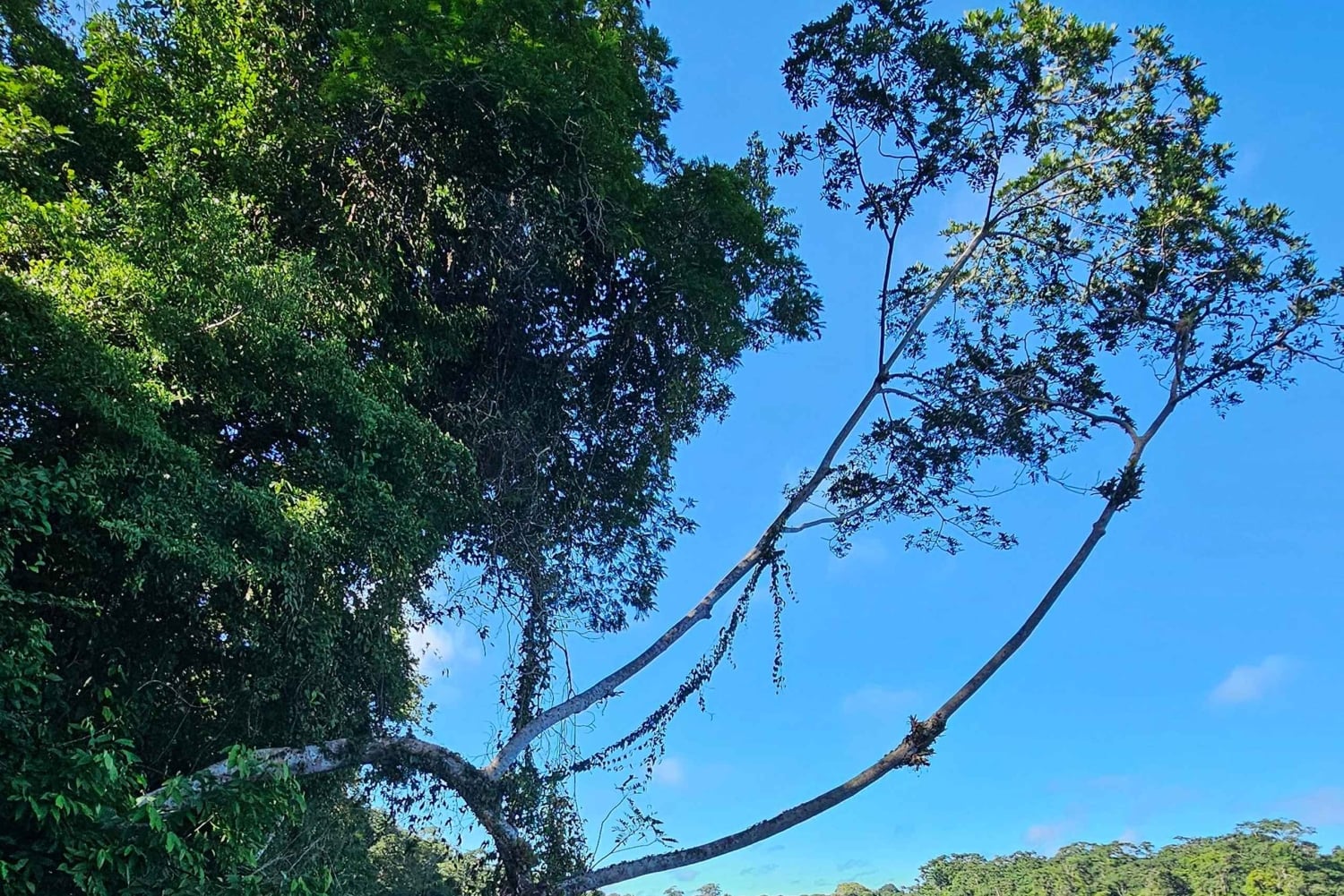 Tortuguero: Passeio de canoa pela Amazónia costa-riquenha.