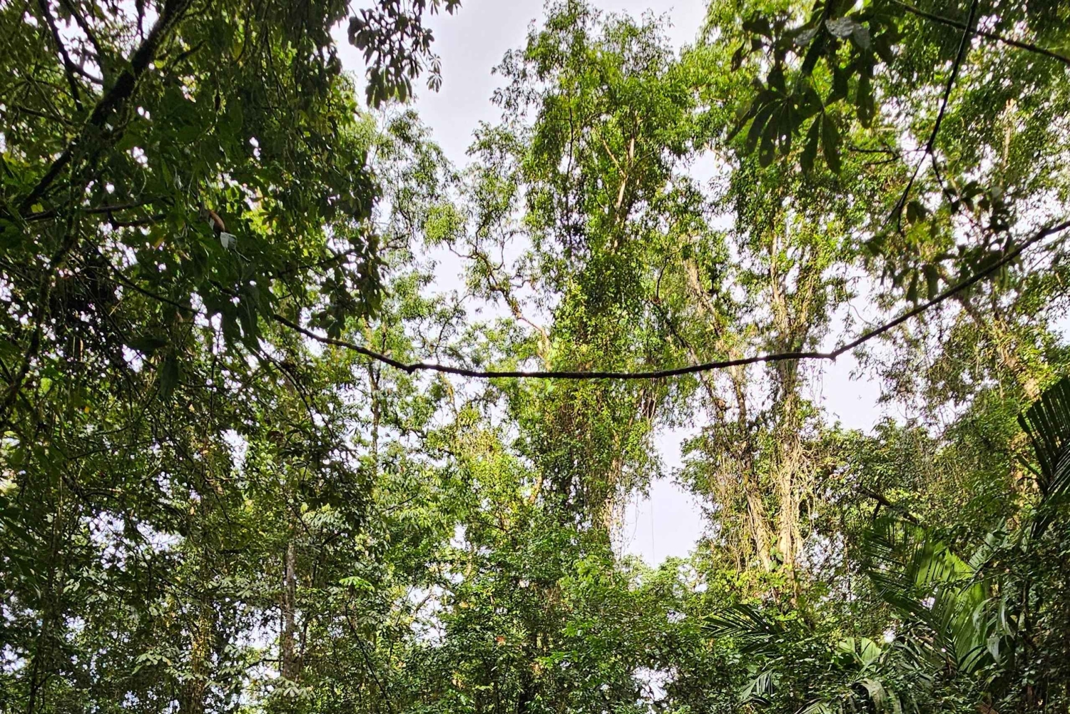Tortuguero: Passeio de canoa pela Amazónia costa-riquenha.