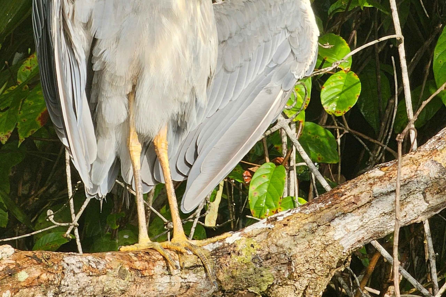 Tortuguero: Passeio de canoa pela Amazónia costa-riquenha.