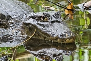 Tortuguero: Passeio de canoa pela Amazónia costa-riquenha.