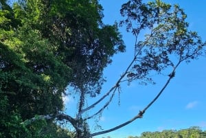 Tortuguero: Passeio de canoa pela Amazónia costa-riquenha.
