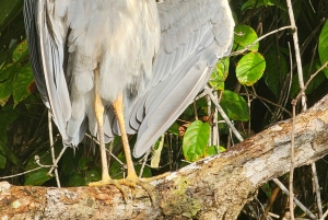 Tortuguero: Passeio de canoa pela Amazónia costa-riquenha.
