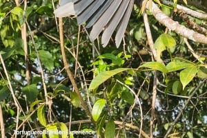 Tortuguero: Passeio de canoa pela Amazónia costa-riquenha.