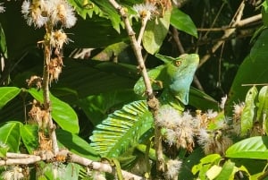 Tortuguero: Passeio de canoa pela Amazónia costa-riquenha.