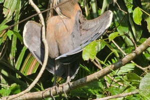 Tortuguero: Passeio de canoa pela Amazónia costa-riquenha.