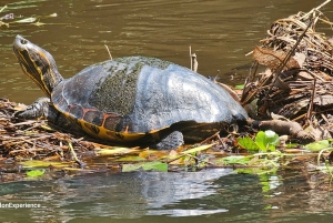 Tortuguero: Passeio de canoa pela Amazónia costa-riquenha.