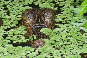 Tortuguero: Passeio de canoa pela Amazónia costa-riquenha.