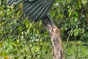 Tortuguero: Passeio de canoa pela Amazónia costa-riquenha.