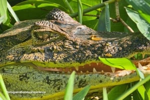 Tortuguero: Passeio de canoa pela Amazónia costa-riquenha.