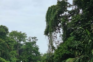 Tortuguero: Passeio de canoa pela Amazónia costa-riquenha.