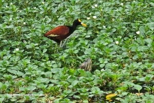 Tortuguero: Passeio de canoa pela Amazónia costa-riquenha.