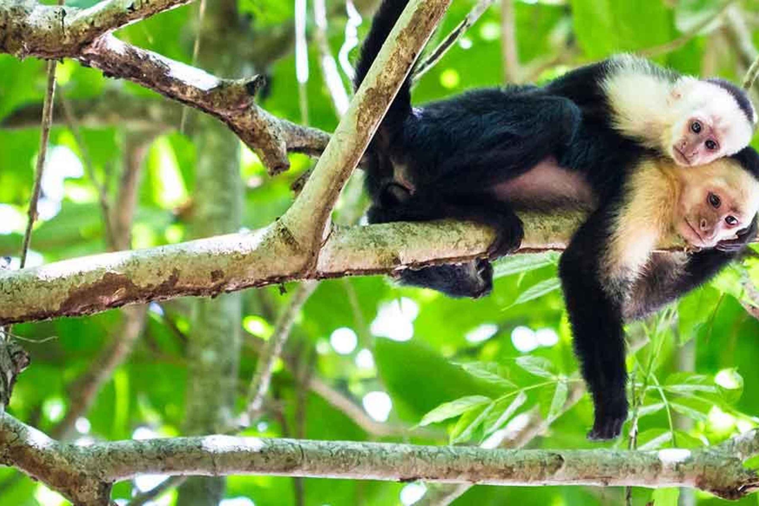 Tortuguero: Day walk in Tortuguero National Park (Jaguar)