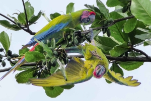 Tortuguero: Day walk in Tortuguero National Park (Jaguar)