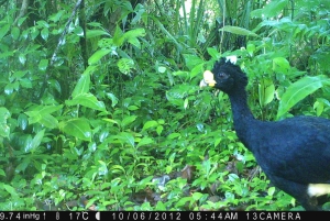 Tortuguero: Day walk in Tortuguero National Park (Jaguar)