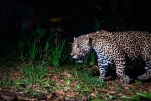 Tortuguero: Day walk in Tortuguero National Park (Jaguar)