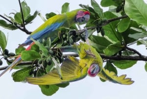 Tortuguero: Day walk in Tortuguero National Park (Jaguar)