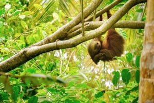 Tortuguero: Day walk in Tortuguero National Park (Jaguar)