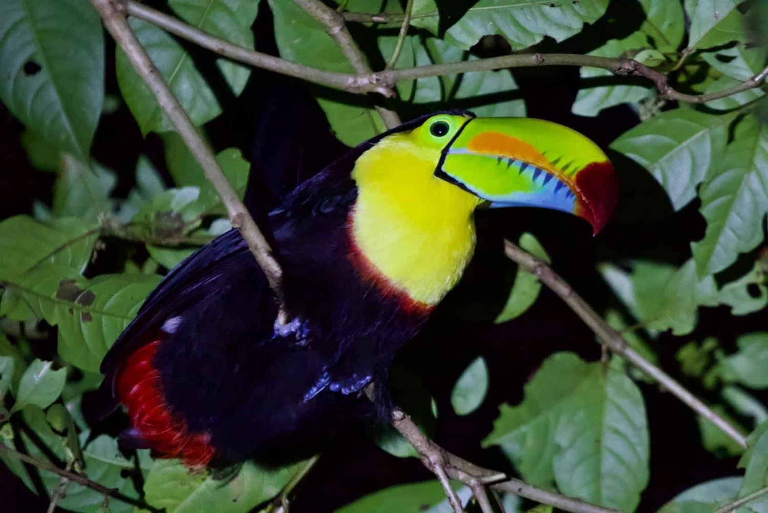 Tortuguero: Oplev regnskovens skjulte natteliv