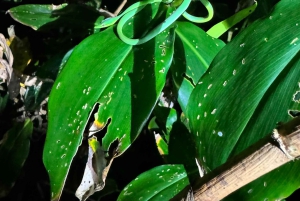 Tortuguero: Ontdek het verborgen nachtleven van het regenwoud