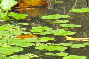 Tortuguero: English Tours - Canoe Tour in Tortuguero National Park